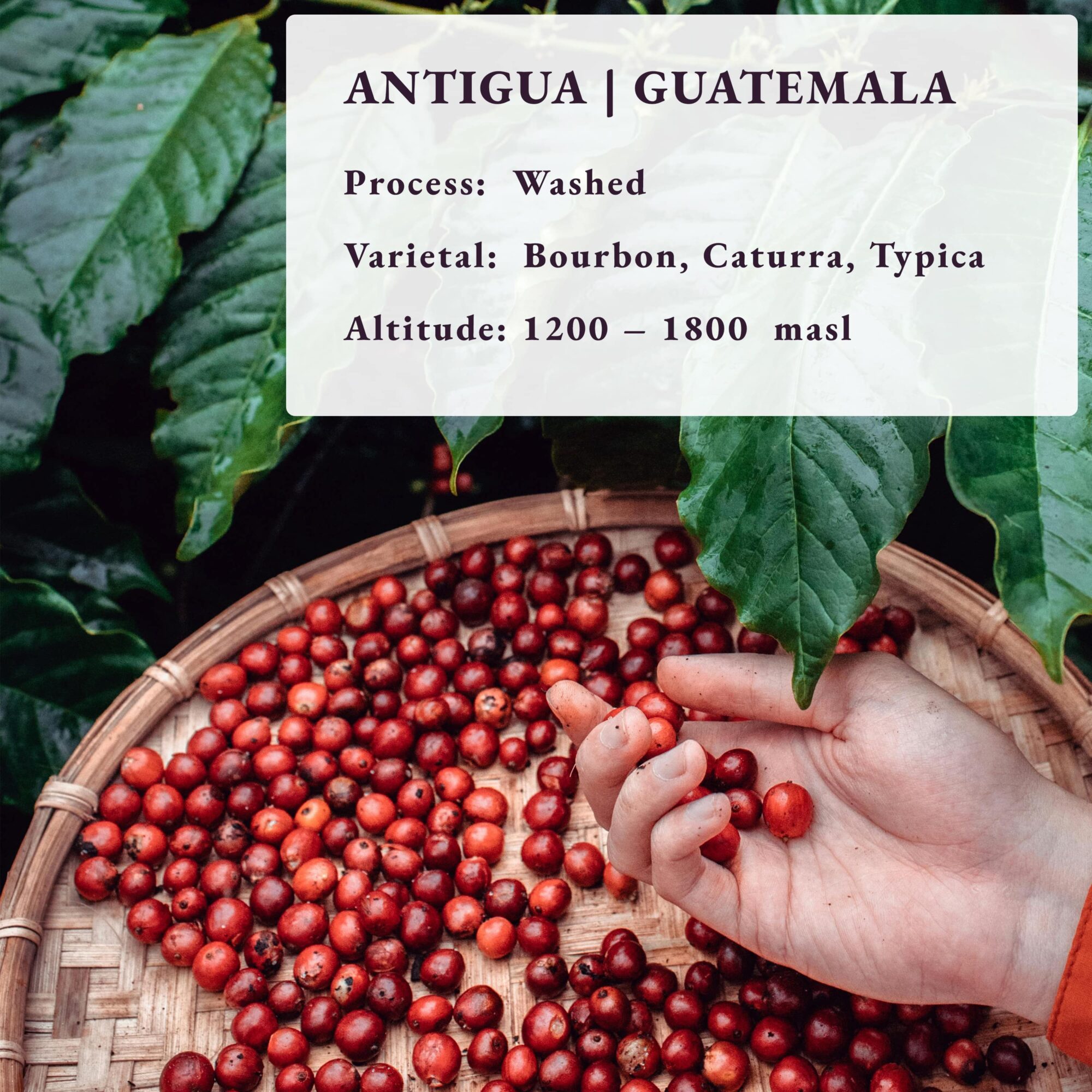 Antigua Guatemala coffee 80 Cup Roastery Fresh Specialty Coffee Origin Info-min