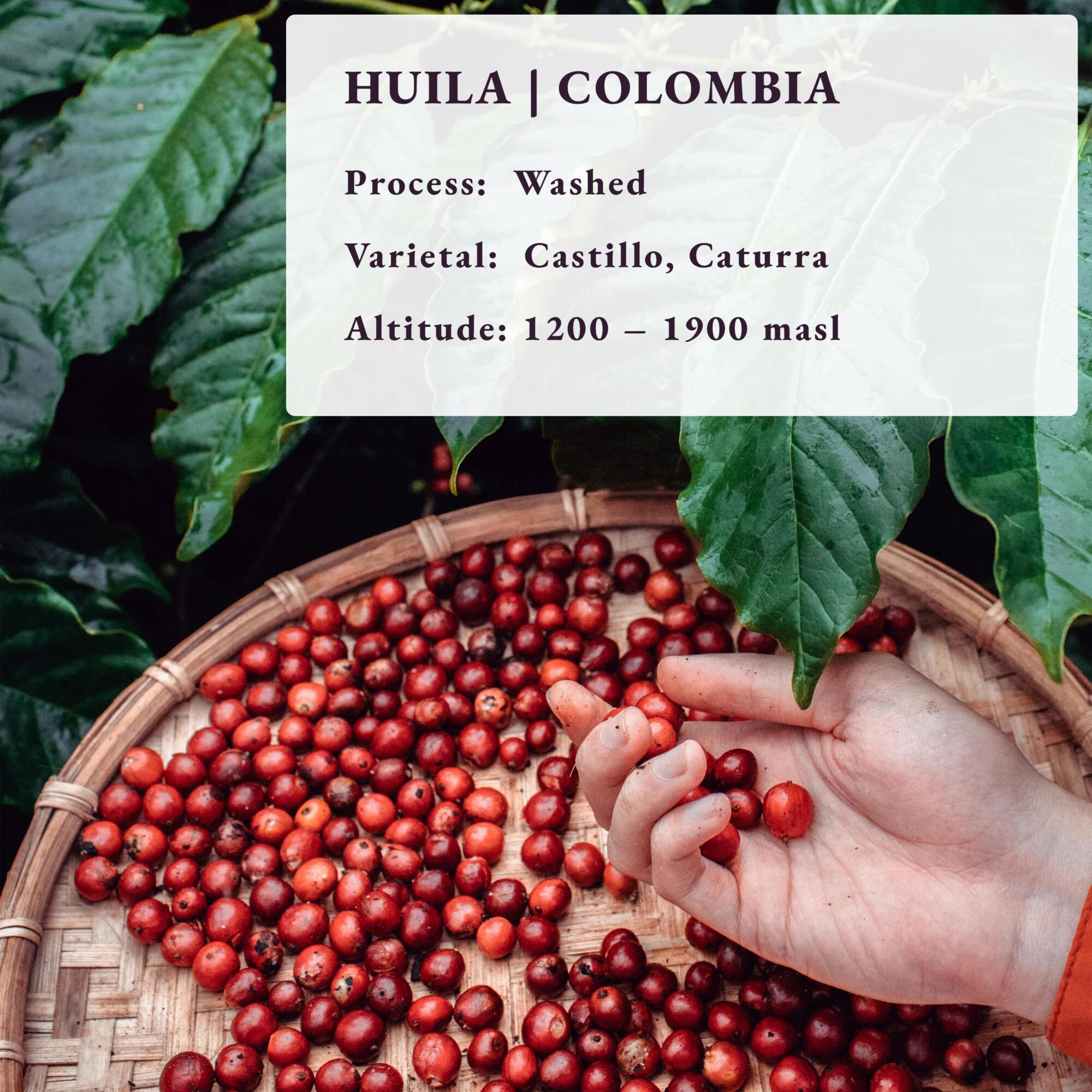 Huila Colombia coffee 80 Cup Roastery Fresh Specialty Coffee Origin Info-min