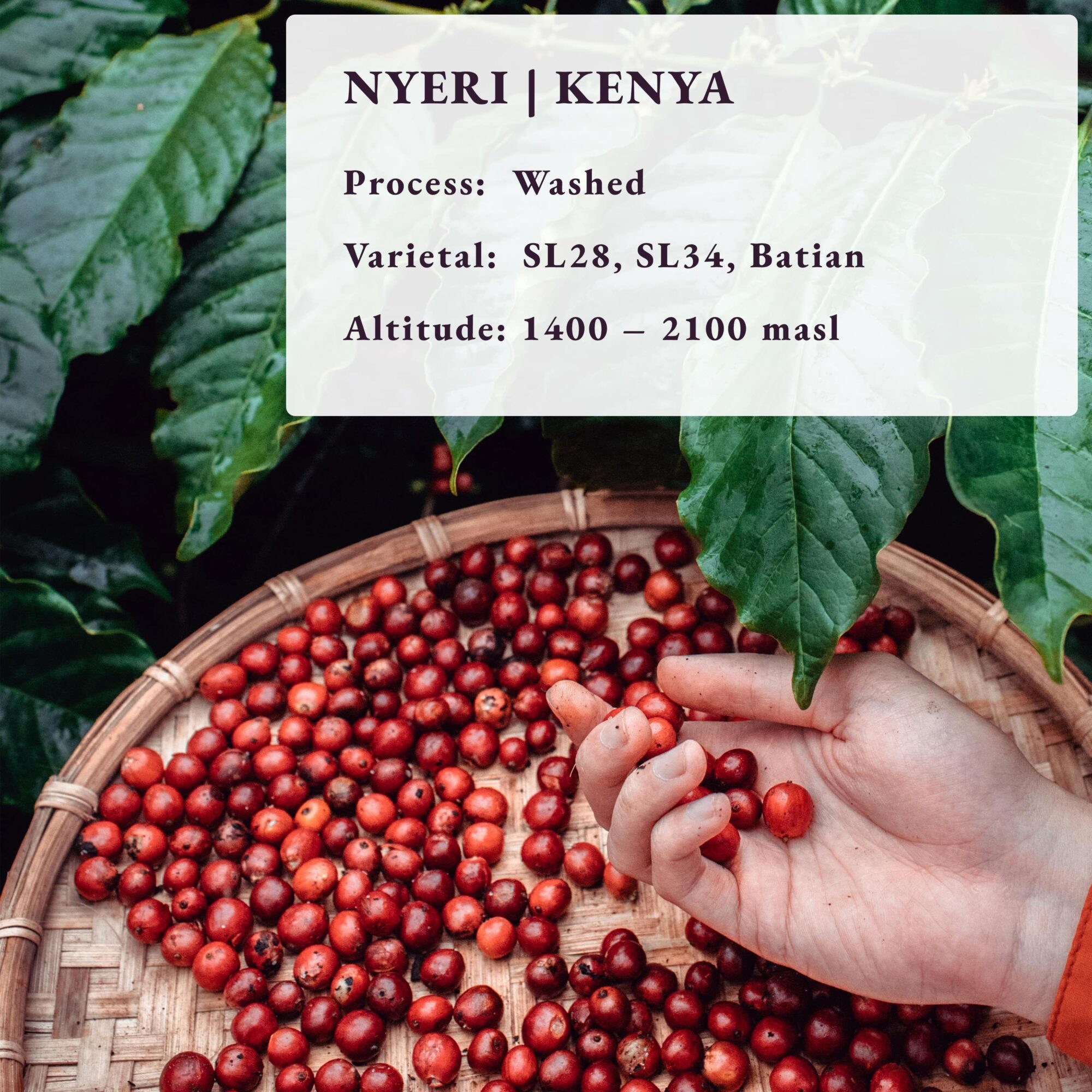 Nyeri Kenya coffee 80 Cup Roastery Fresh Specialty Coffee Origin Info-min